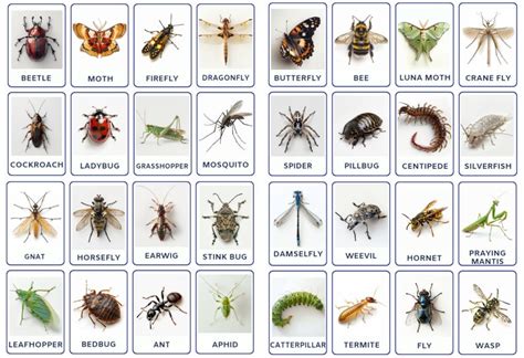 32 PNG Montessori Insects Types Flashcards, Toddlers Activity ...