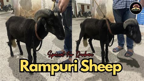 Pure Rampuri Sheep Available Contact 6301559789 YouTube