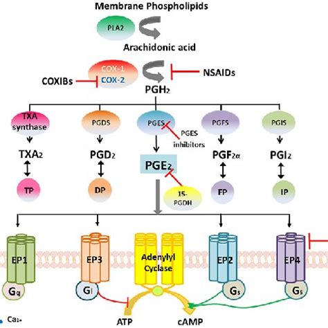 Overview The Expression Of Cox Pge Eps Signaling In Gynecological