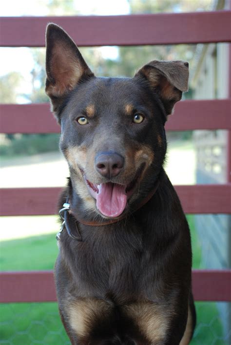 Kelpie Australien Tout Savoir Sur Cette Race