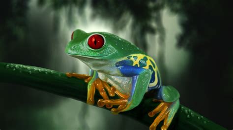 Tree Frog Wallpaper 64 Images