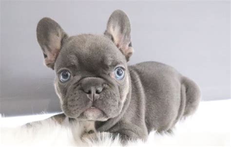 Lilac French Bulldogs - All You Need to Know - PetTime