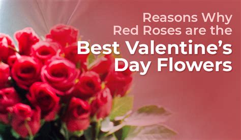 Reasons Why Red Roses Are The Best Valentines Day Flowers Blog