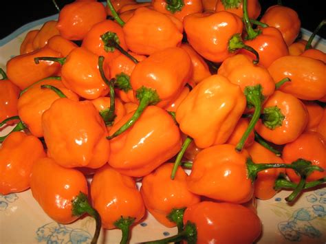 Extreme Hot Peppers Orange Habanero