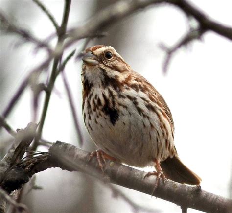 How To Tell When A Song Sparrow Is Angry Outside My Window