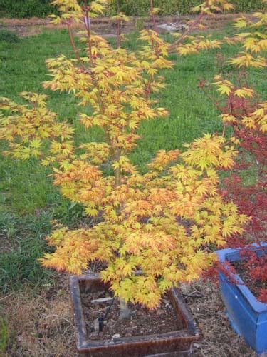 Orange Dream Acer Palmatum ‘orange Dream Whitman Farms