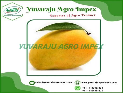 Fresh Natural High Quality Banganapalli Mango Export From India To