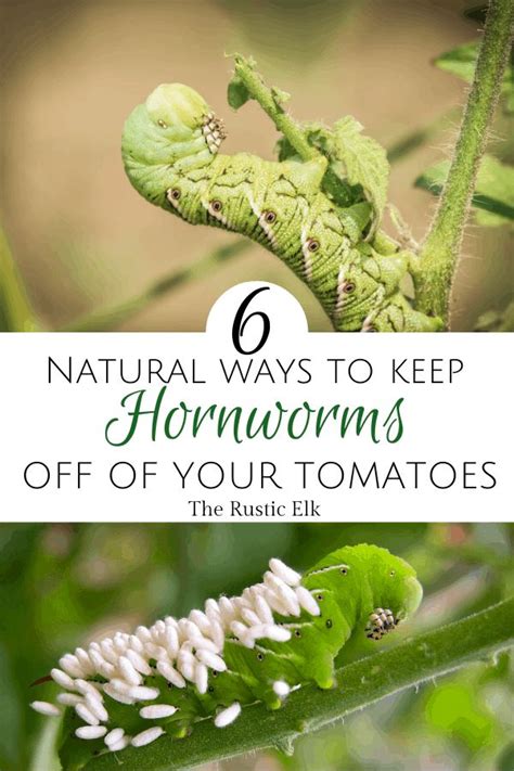 8 Ways To Get Rid Of Tomato Hornworms Organically Nightshade Plant Garden Pests Nature