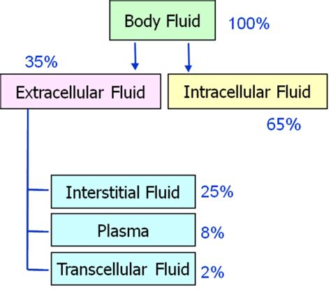 Lecture 23 Fluid Compartments Of The Body And Their Composition