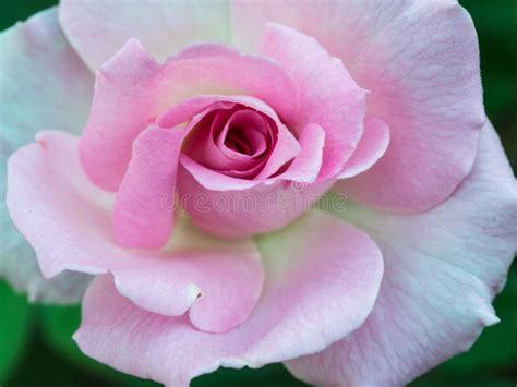 Pink Rose on the Ground stock image. Image of beautiful - 83248859