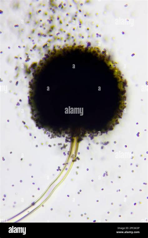 Aspergillus Niger Structure