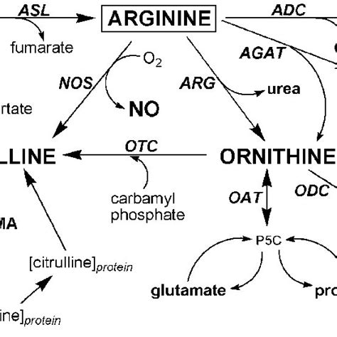 Overview Of Arginine Metabolic Pathways Only Enzymes That Directly Use