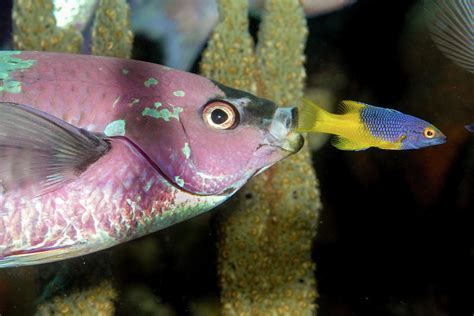 Creole Wrasse And Juvenile Hogfish Cleaner Photograph By Robert Wrenn