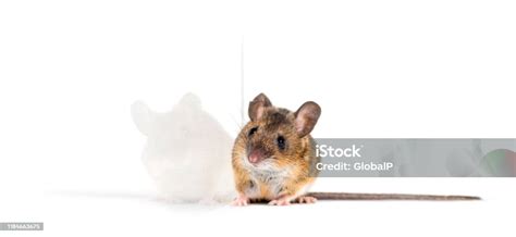 Eurasian Mouse Apodemus Species In Front Of White Background Stock