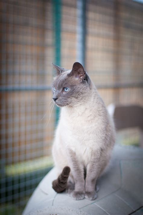 Apagi Chaussette Chat X Siamois à La Robe Blue Point