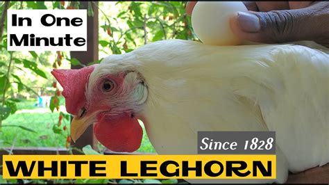 Pearl White Leghorn Chickens