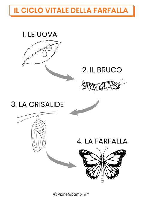 Ciclo Di Vita Farfalla Clearance Varsana