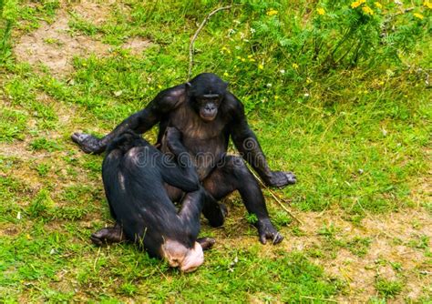 Bonobo Couple Being Intimate Together, Social Human Ape Behavior, Pygmy Chimpanzee, Endangered ...