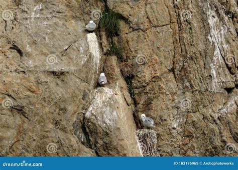 Black-legged Kittiwake Birds on Nesting Cliffside in Summer Stock Image - Image of nesting ...