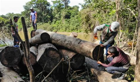 Gobierno presentó nueva propuesta de modificatoria de la Ley Forestal