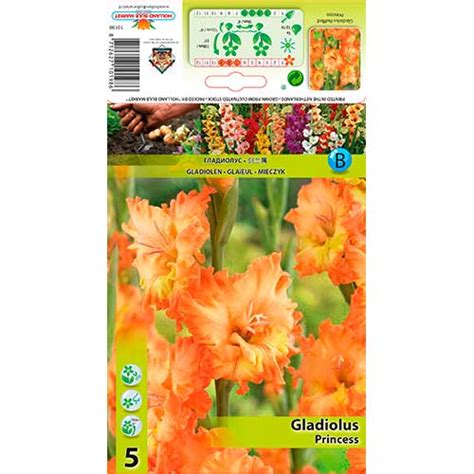 Gladiool Princess 76252 Sibulad Osta Soodsamalt GradinaMax Ee