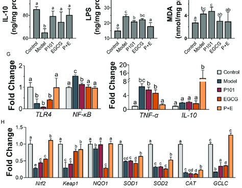 The Combination Of Egcg And Lpp101 Reduced Liver Inflammation And