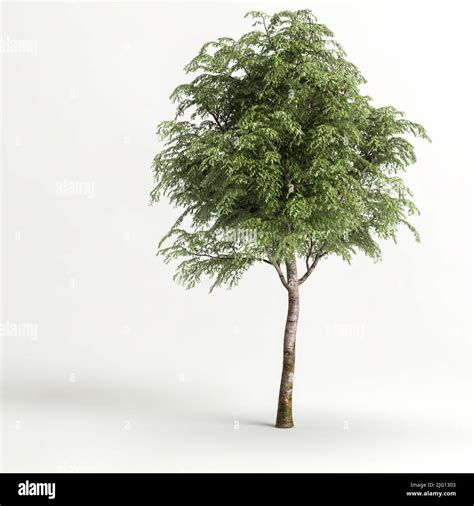 3d Illustration Of Tree Isolated On White Background Stock Photo Alamy