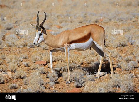 Springbock Antidorcas Marsupialis Namib Naukluft Nationalpark