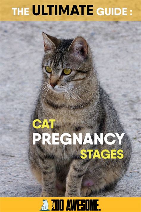 Cat Pregnancy Stages Guide