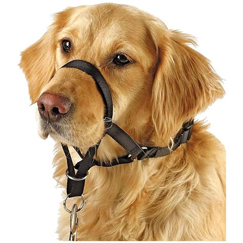 10 Best Dog Halters In 2024 Reviews And Top Picks Dogster