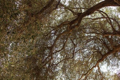 View Of 1800 Years Old Aegean Olive Tree In Sigacik Seferihisar