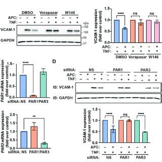 APC mediated attenuation of TNF α induced VCAM 1 expression requires