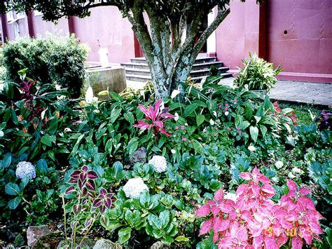 Flower Garden In Costa Roco Photograph By Merton Allen Pixels