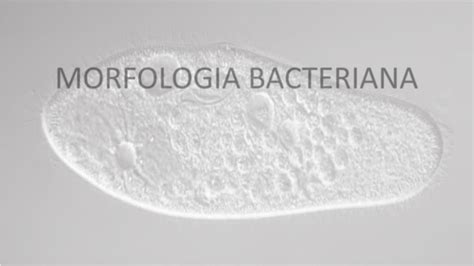 Aula Morfologia Bacteriana Microbiologia