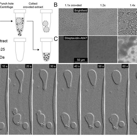 Crowded Xenopus Egg Extracts Exhibit Liquid Liquid Demixing A The Download High