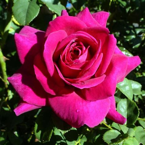 Rosa Brindabella Roses™ Purple Prince Shrub Rose Garden Center