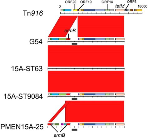 Whole Genome Sequencing Analysis Of Multidrug Resistant Serotype A