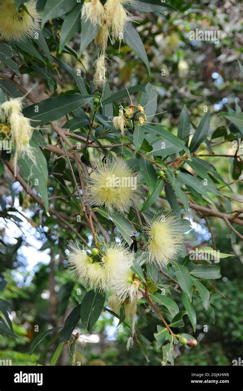 Rose Apple Pomarrosa Malabar Plum Panineer Champakka Mountain Apple