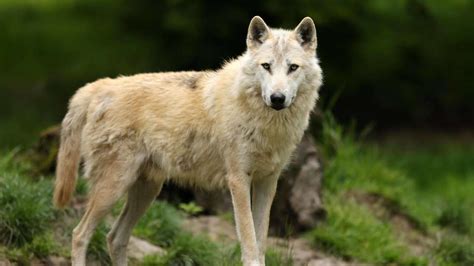 Kölner Wolf stammt aus den Alpen – doch wo ist er jetzt?