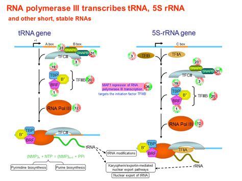 Rna Polymerase Iii Transcribes Trna And 5s Rrna