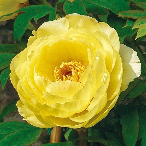 Buy High Noon Tree Peony Breck S