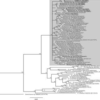 Bayesian Phylogeny Based On The Partial Cytochrome B Gene 479 Base