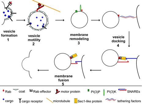 Functions Of Rabgtpases In Vesicular Trafficking Shown Are The Five