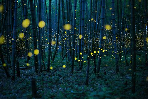 Capturing The Enchanting Beauty Of Fireflies At Night World