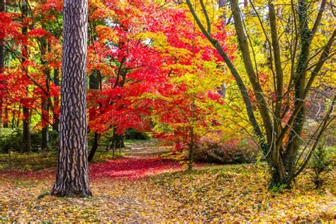 Fall colors in the park stock photo. Image of yellow - 162693802