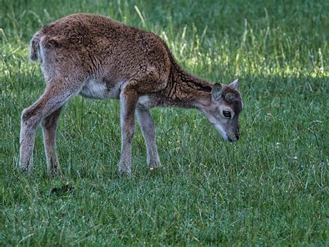 Muflón Oveja Salvaje Animal Foto Gratis En Pixabay Pixabay