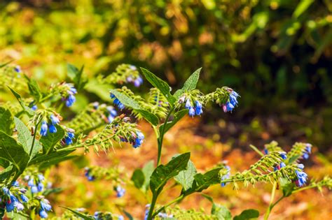 Comfrey Unveiled A Comprehensive Exploration Of Identification