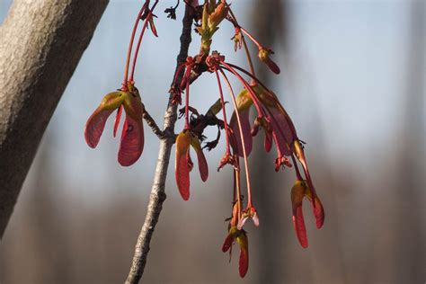 Acer Rubrum Fruit Red Maple Seeds In Spring Stock Image F031/4931
