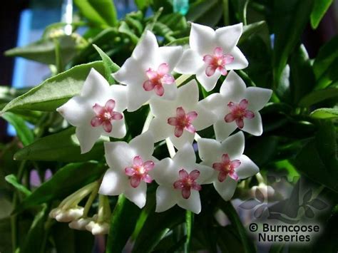 Hoya Lanceolata Subsp Bella From Burncoose Nurseries