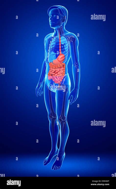 Illustration Of Male Small Intestine Anatomy Stock Photo Alamy